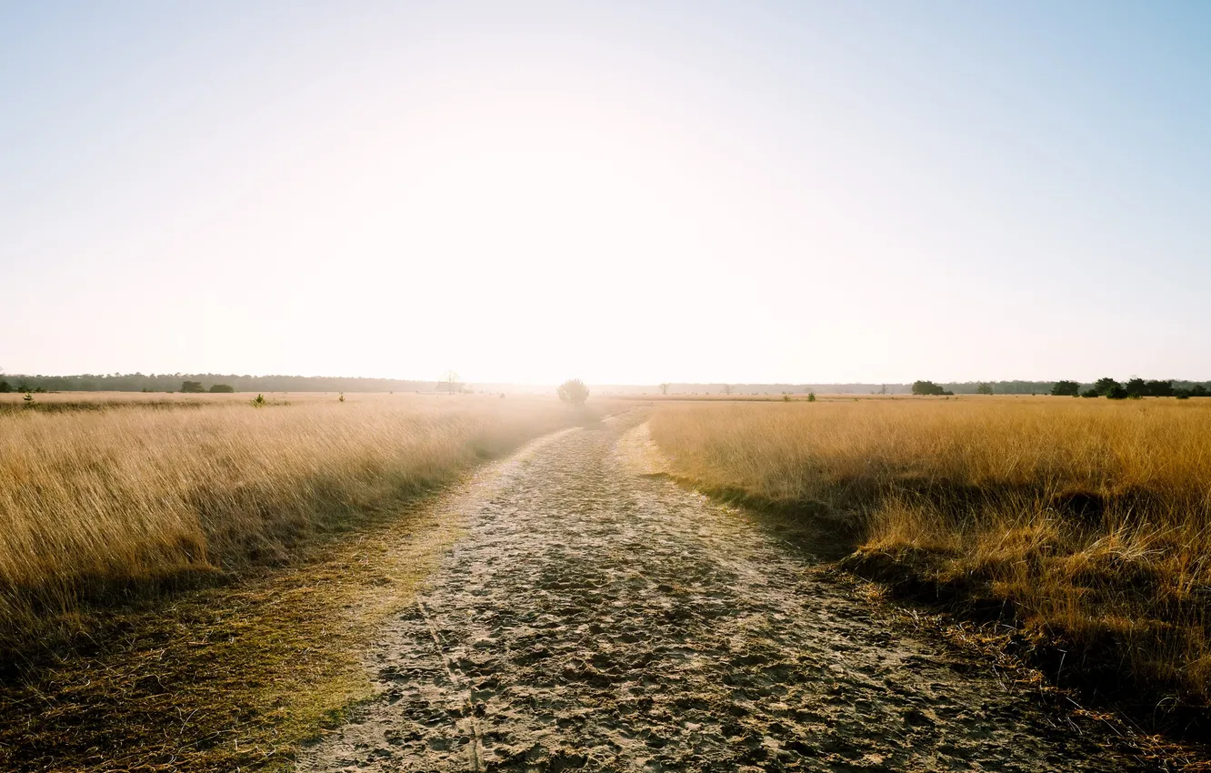 Photo wallpaper field, landscape, morning