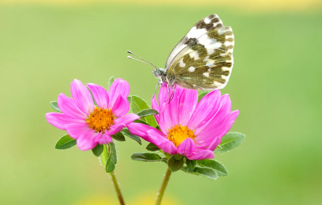 Photo wallpaper summer, macro, flowers, green, background, butterfly, insect, pink