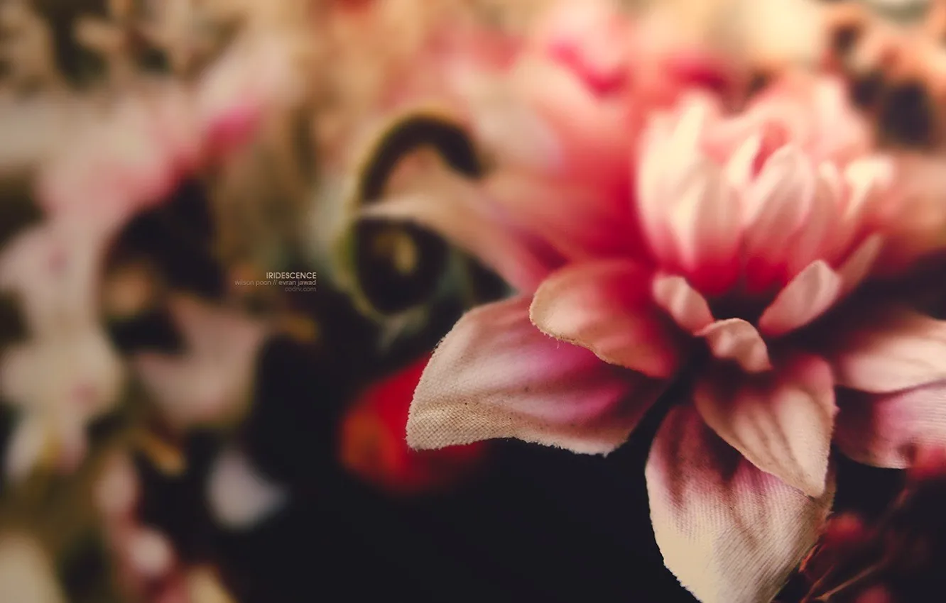 Photo wallpaper flower, macro, microsemi, pink
