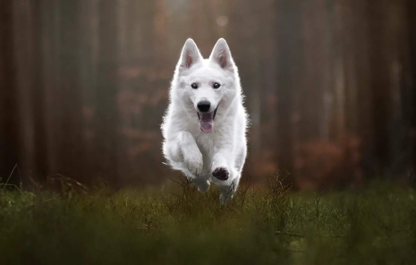 Photo wallpaper grass, dog, running, bokeh, Belpya is a Swiss shepherd dog, Iza Lysoń
