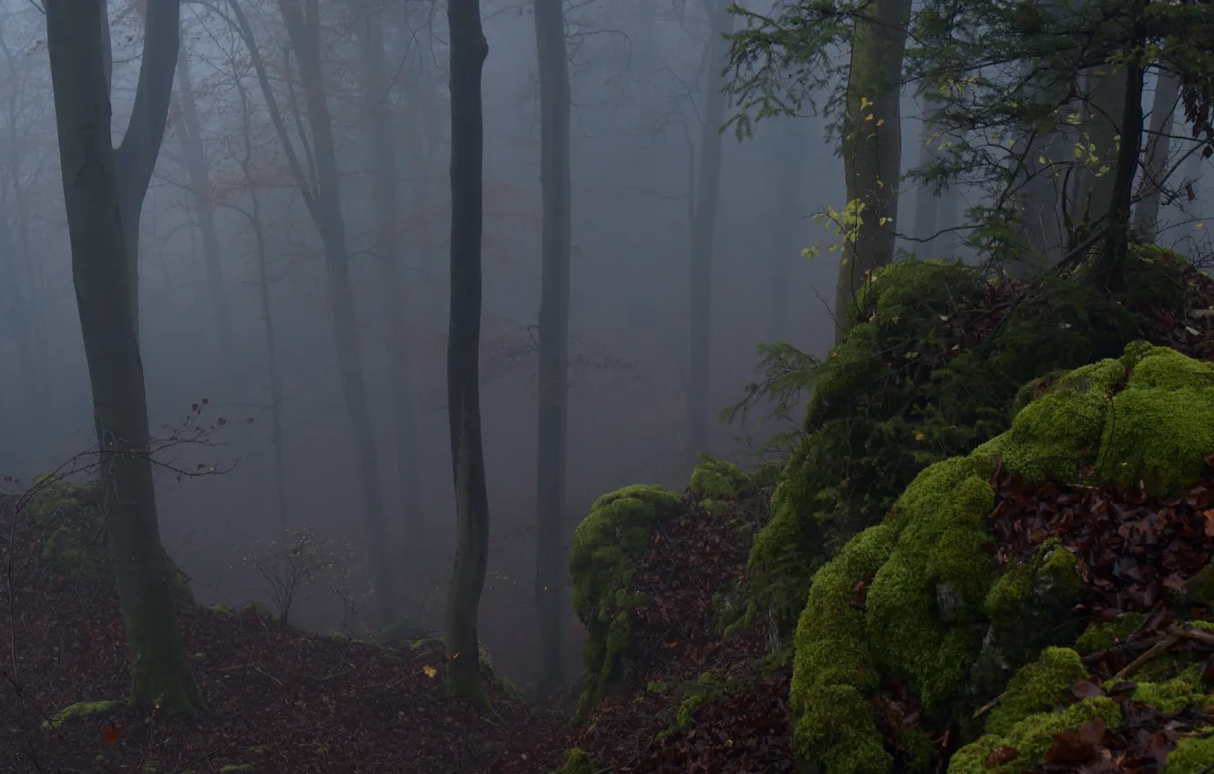 Photo wallpaper forest, trees, nature, fog, moss, Niklas Hamisch