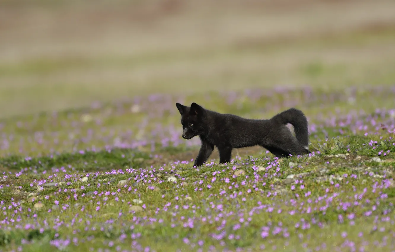 Photo wallpaper flowers, glade, black, cub, Fox