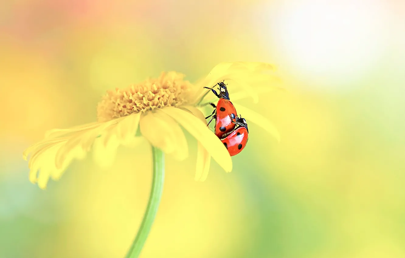 Photo wallpaper macro, love, flowers, yellow, red, background, two, ladybug