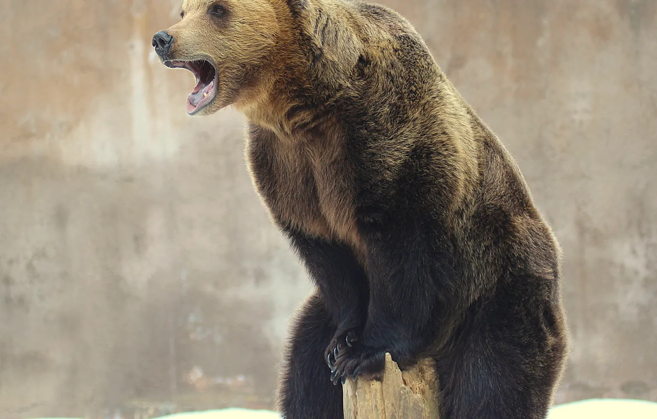 Photo wallpaper bear, beast, log, look away, sitting high