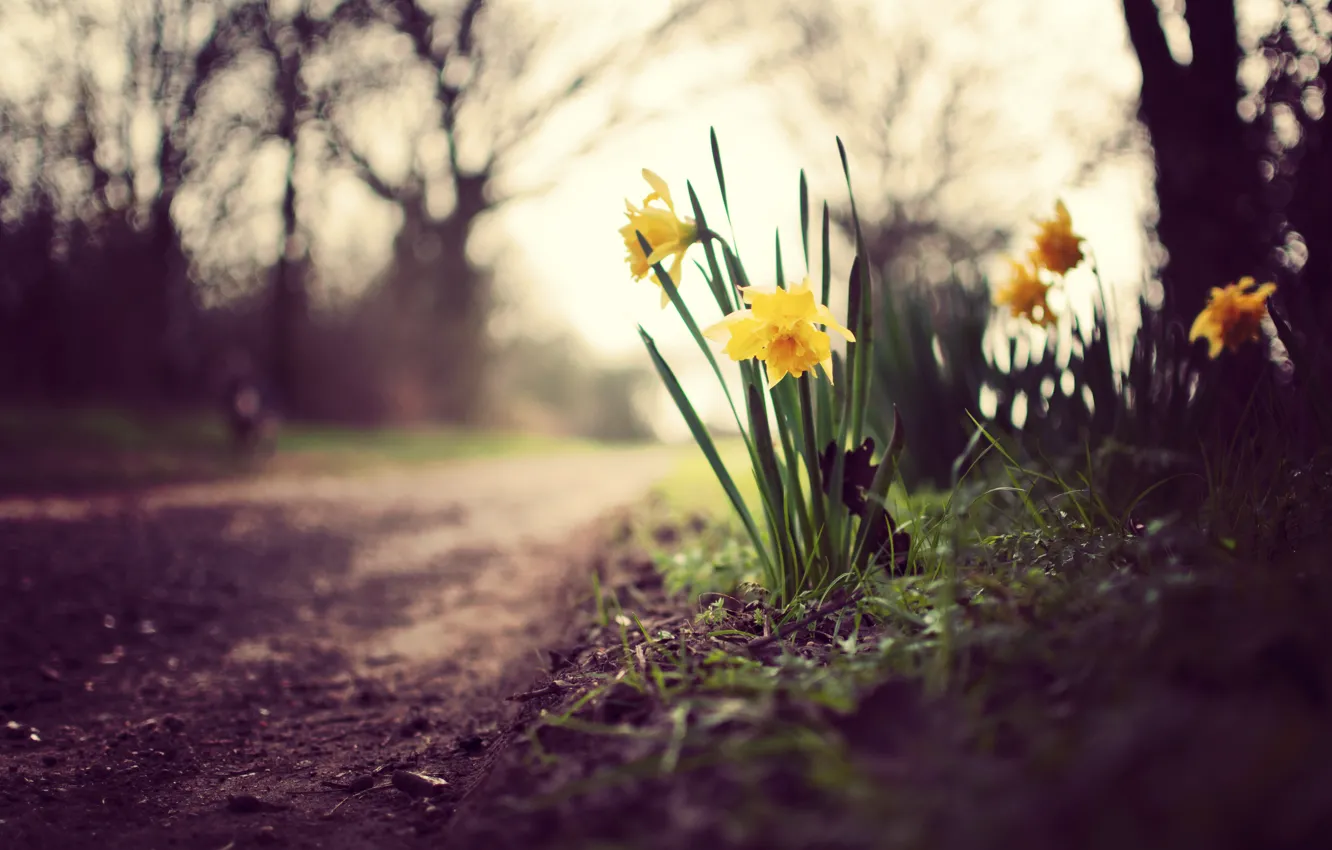 Photo wallpaper greens, the sky, grass, leaves, macro, trees, flowers, nature