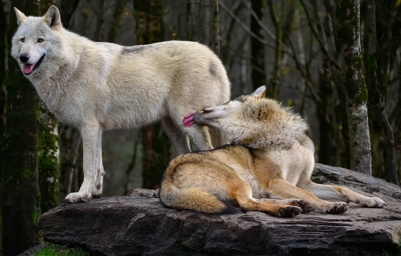 Photo wallpaper Predator, nature, animal, wolf, wildlife, portrait, portrait., Canis lupus. face