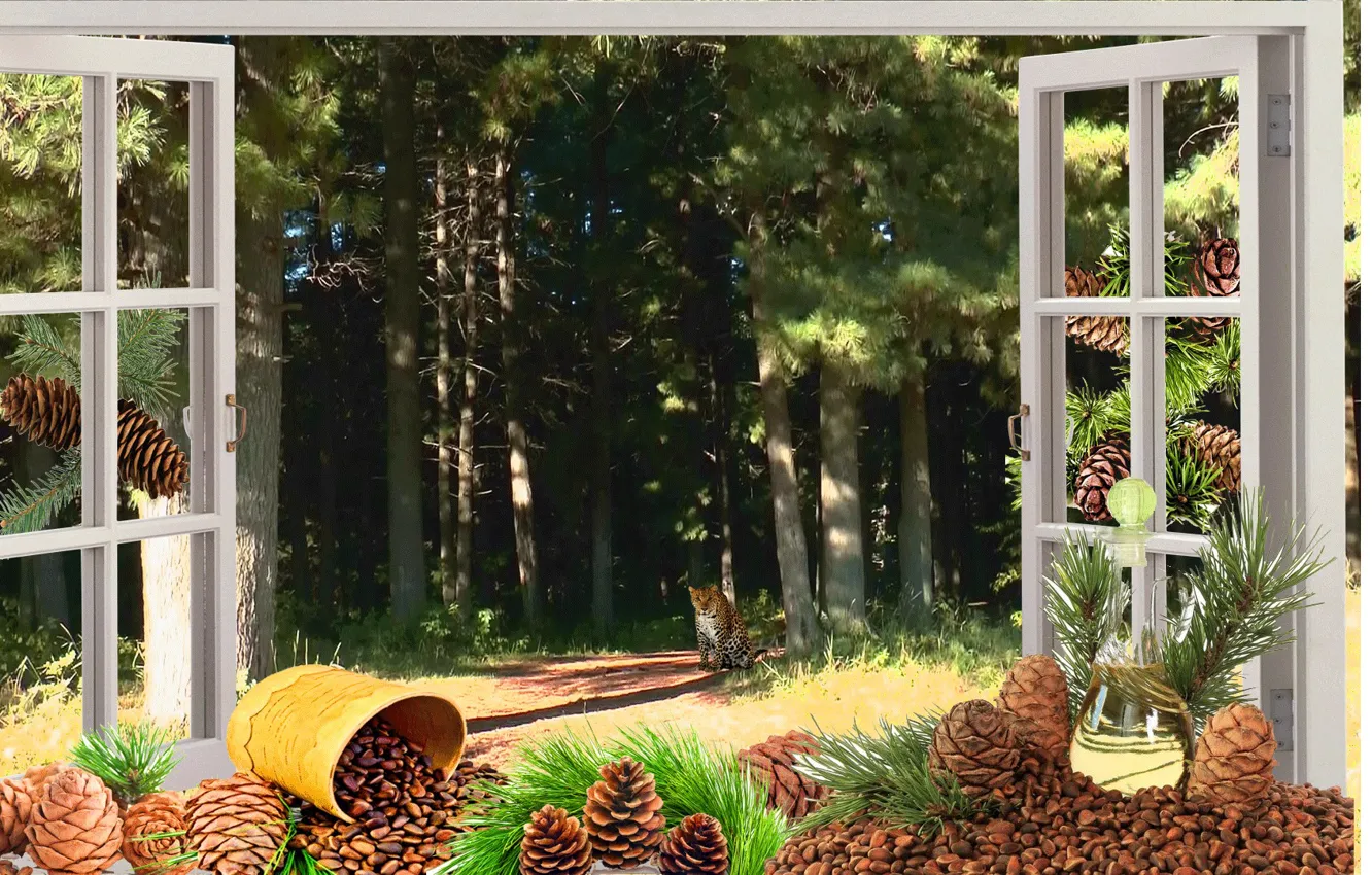 Photo wallpaper forest, nature, window, beast, nuts, lynx, taiga, cedar