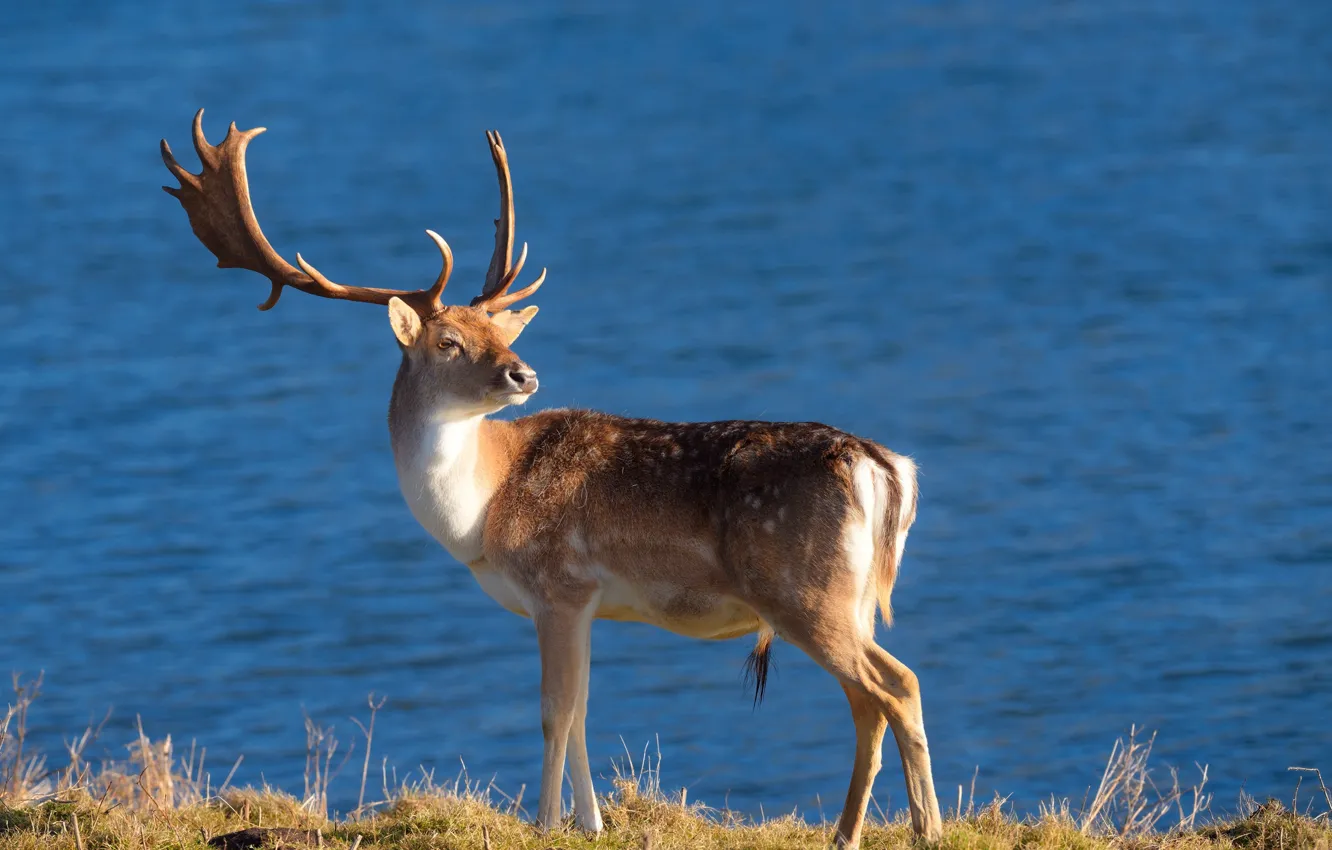 Photo wallpaper background, deer, horns