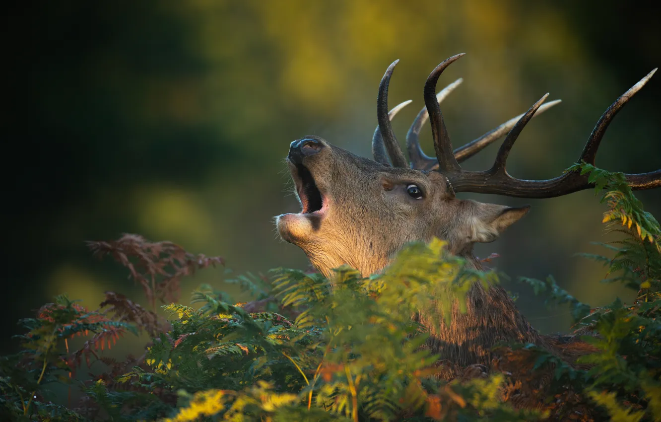 Photo wallpaper deer, horns, fern