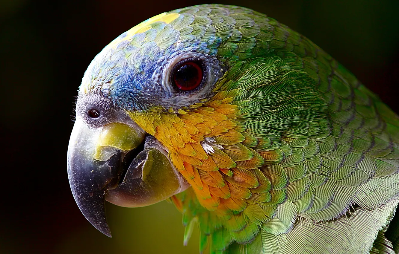 Photo wallpaper parrot, Ara, closeup