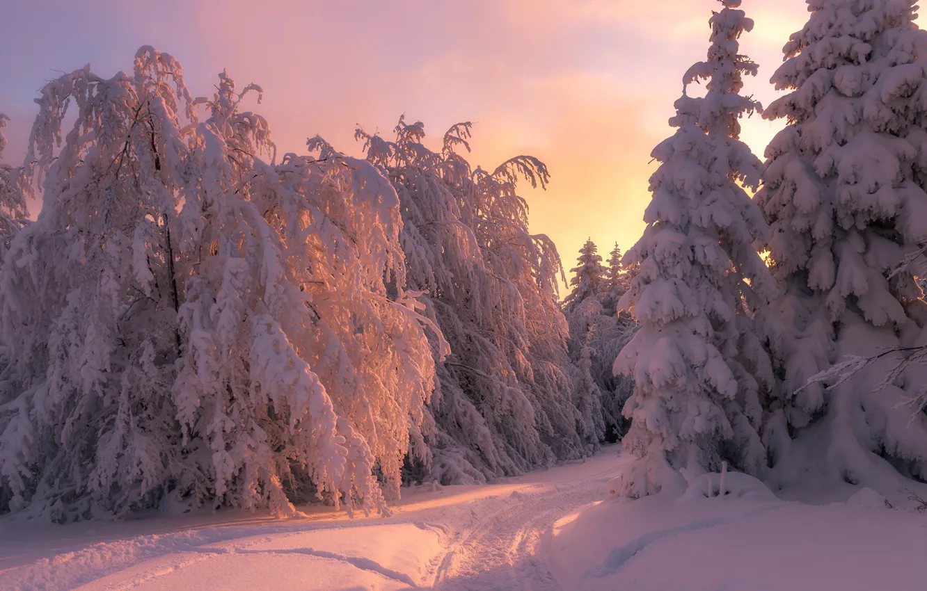 Photo wallpaper winter, snow, trees, landscape, sunset, nature, ate, track