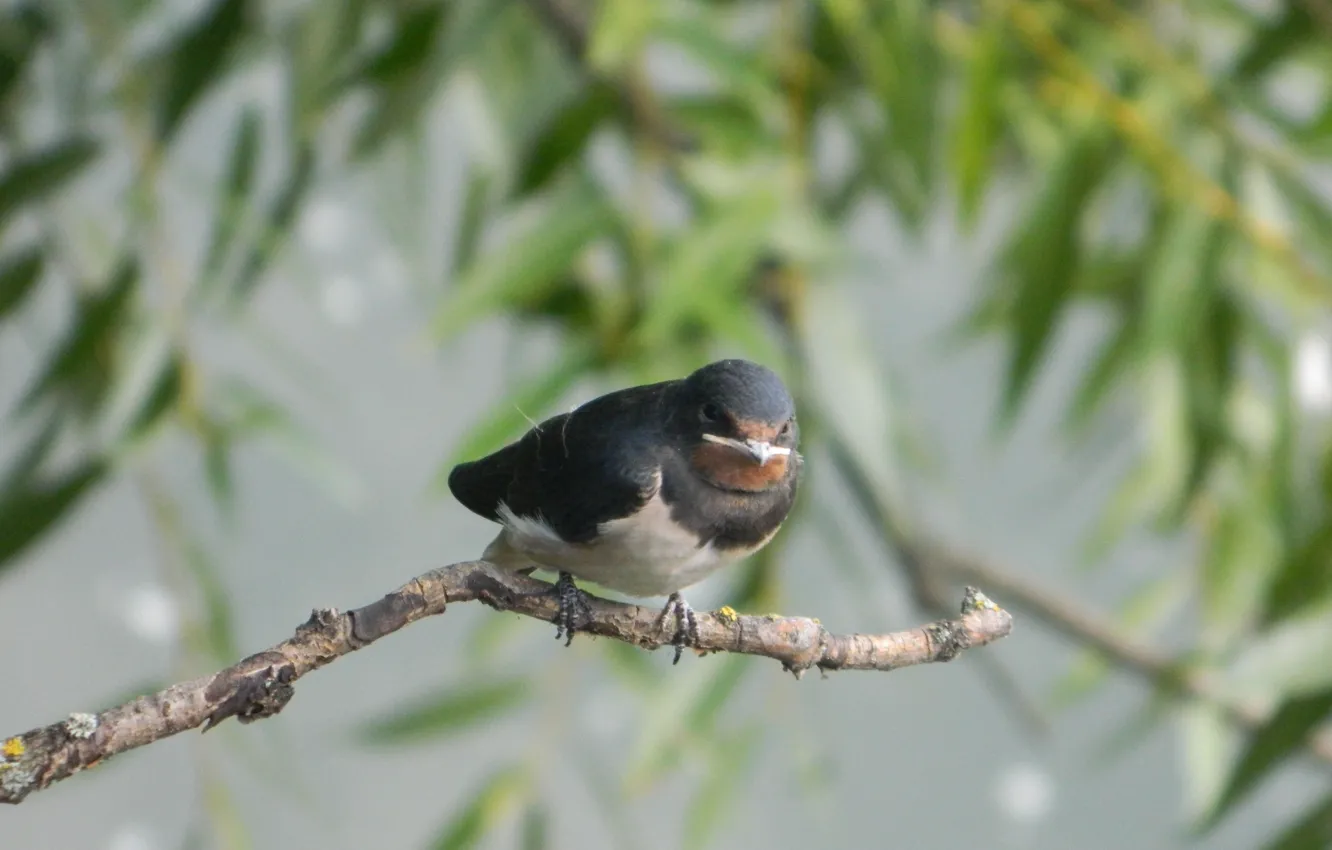 Photo wallpaper nature, animal, bird