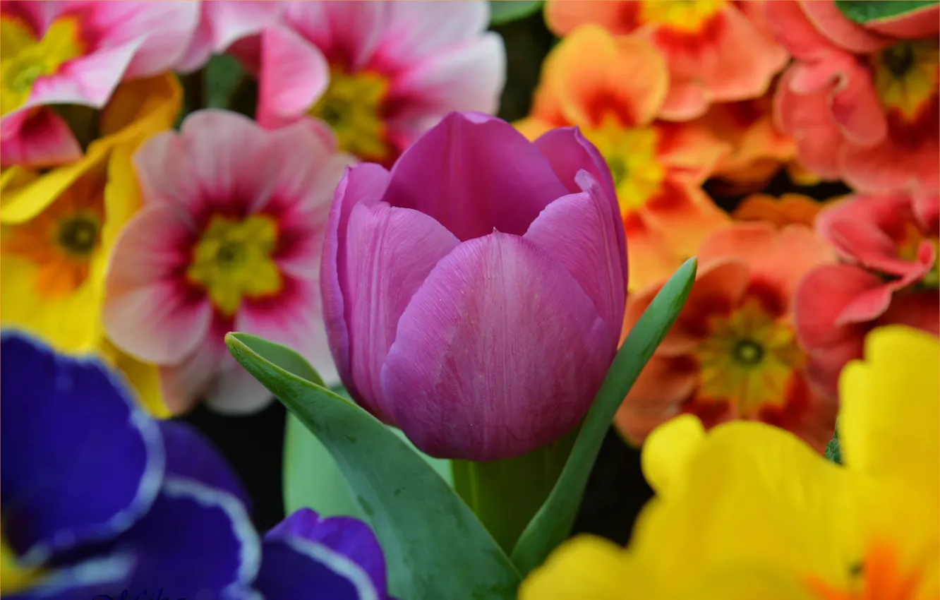 Photo wallpaper Flowers, Spring, Tulip, Flowers, Spring, Tulip, Primula, Purple tulip