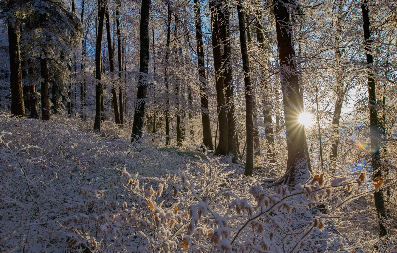 Photo wallpaper winter, forest, snow, trees, Switzerland
