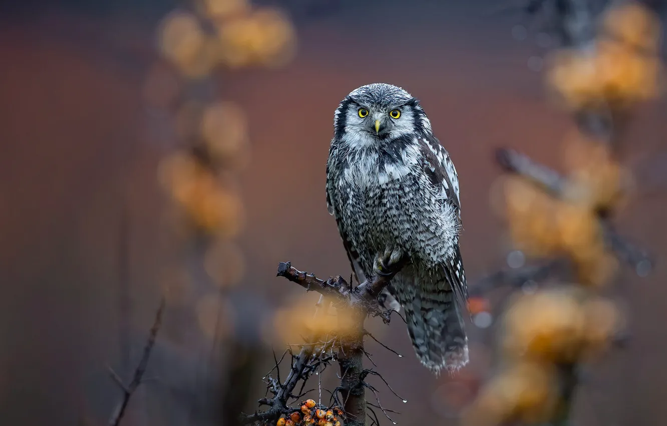 Photo wallpaper look, branches, nature, berries, background, owl, bird, bitches