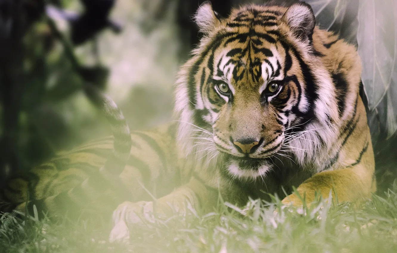 Photo wallpaper look, tiger, predator, wild cat