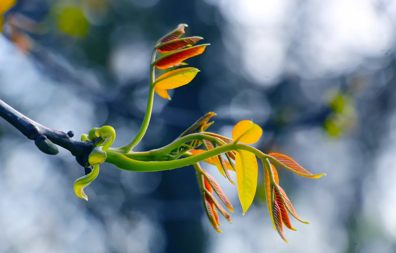 Photo wallpaper spring, leaf, twig