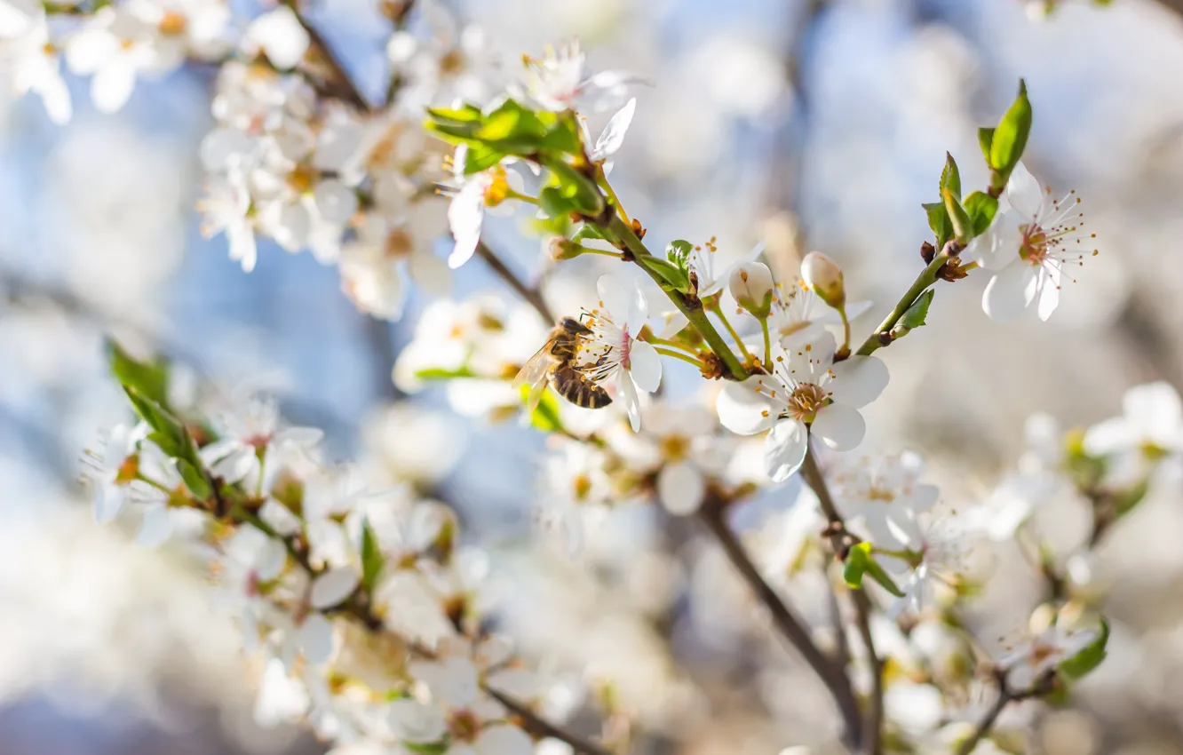 Photo wallpaper branches, cherry, bloom.