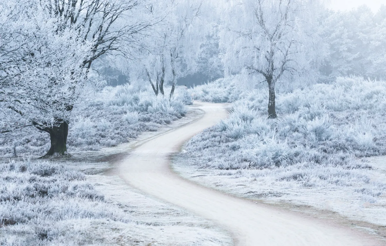Photo wallpaper winter, road, trees, frost