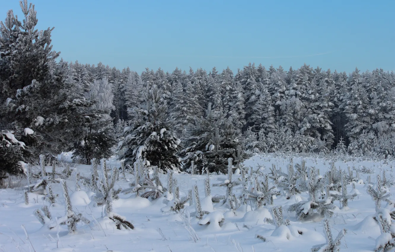 Photo wallpaper winter, forest, snow, tree