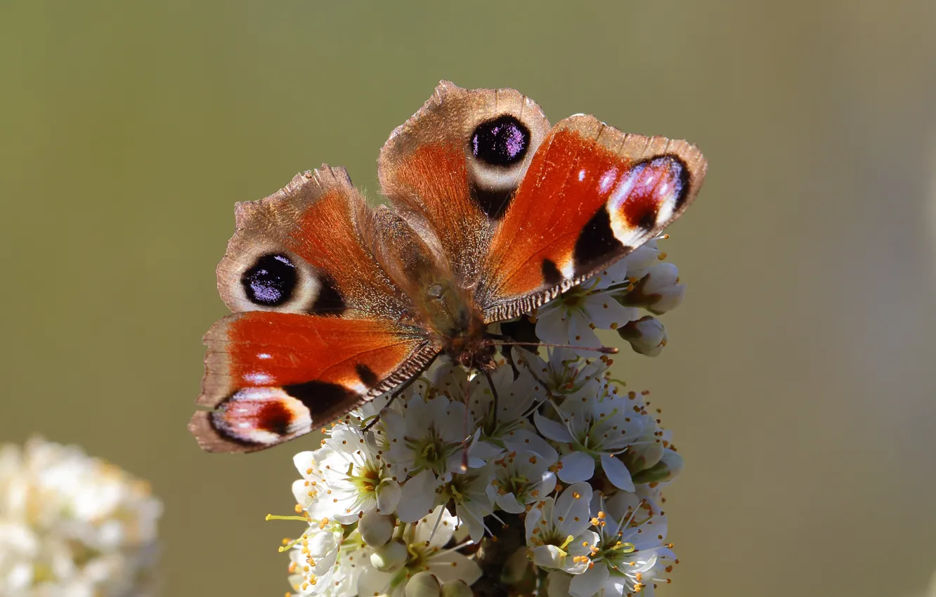 Photo wallpaper butterfly, flowers, animal