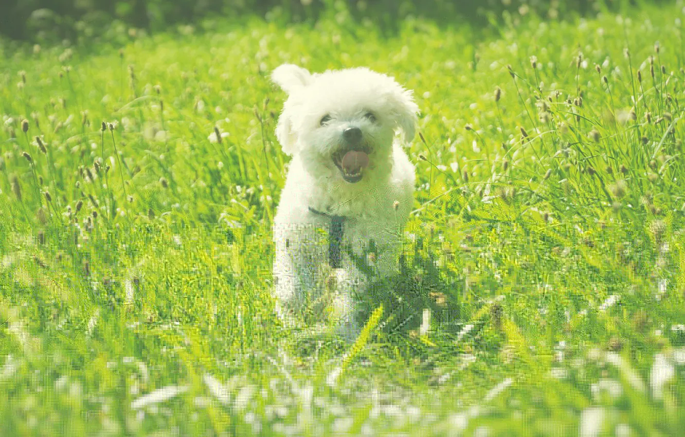 Photo wallpaper field, grass, dog, Sunny