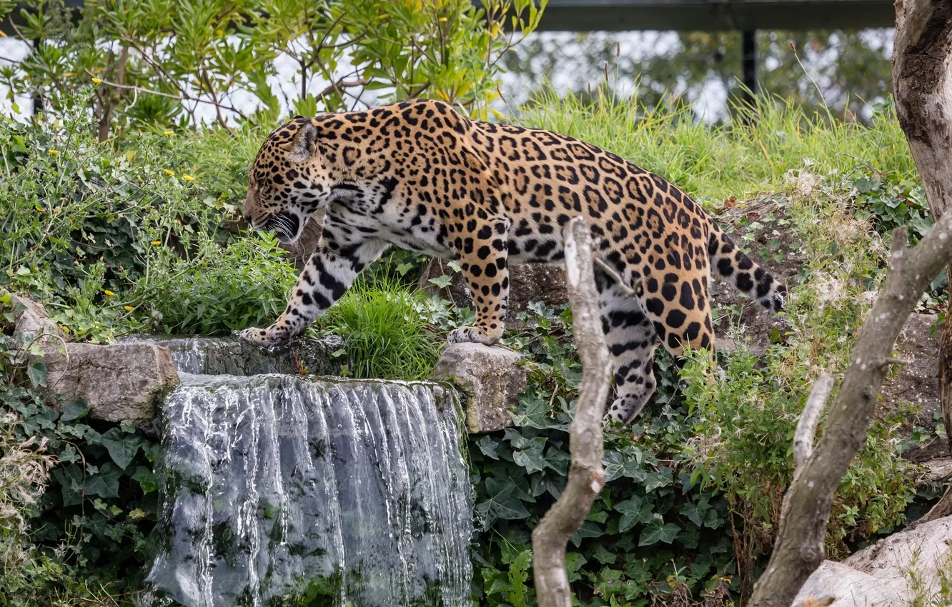 Photo wallpaper thickets, waterfall, predator, spot, Jaguar, walk, wild cat, zoo