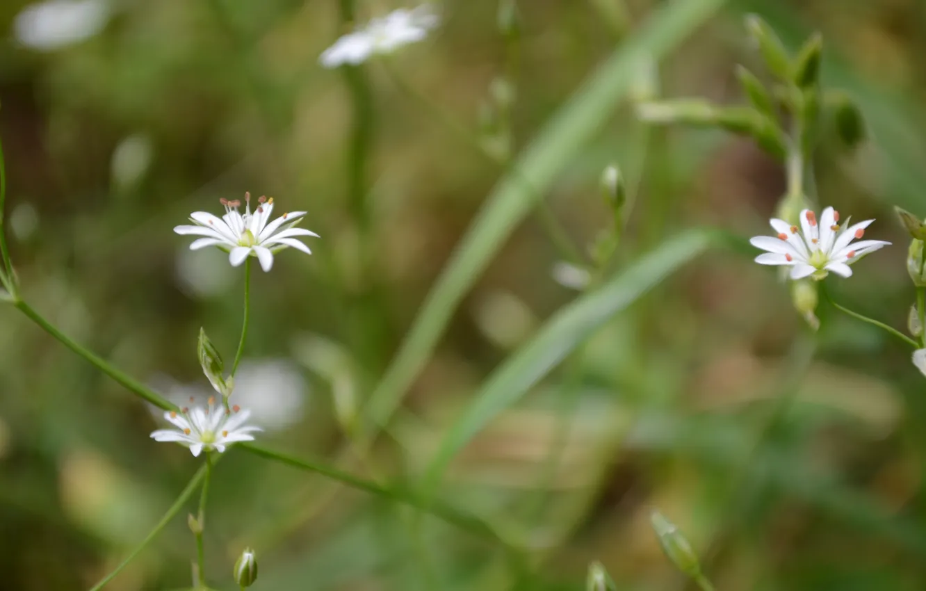 Photo wallpaper grass, white, flowers, in the woods