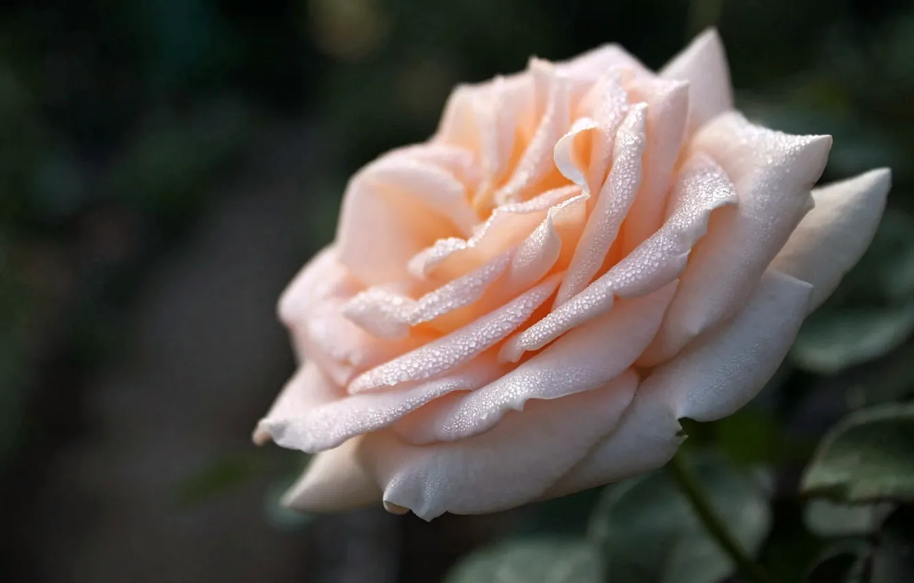 Photo wallpaper Rosa, rose, Flower, cream