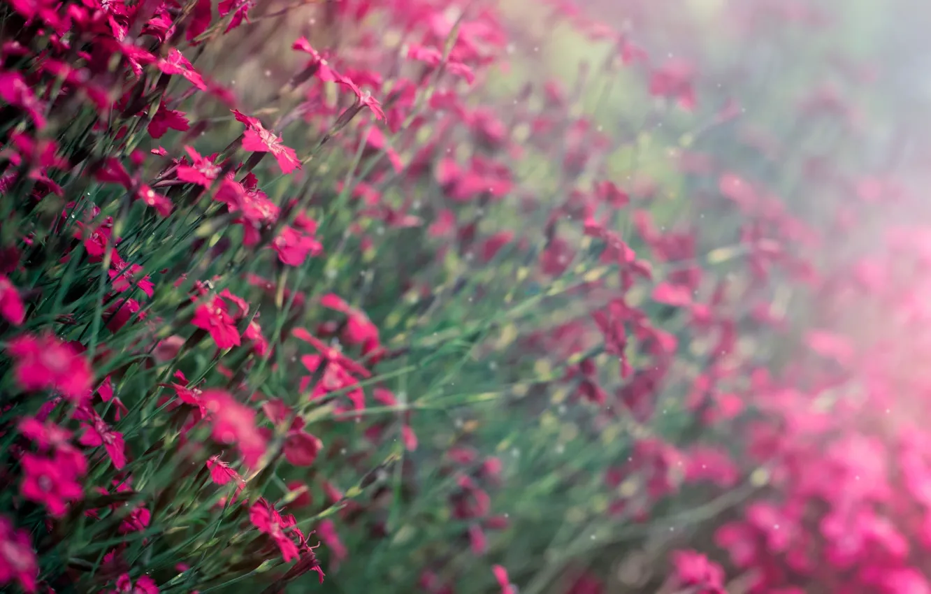 Photo wallpaper purple, flowers, background, widescreen, Wallpaper, blur, wallpaper, flowers