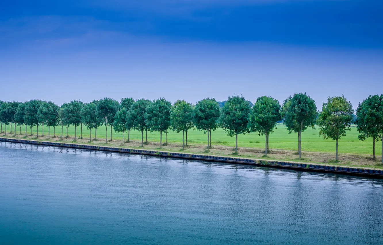 Photo wallpaper field, summer, the sky, trees, blue, haircut, alley, promenade