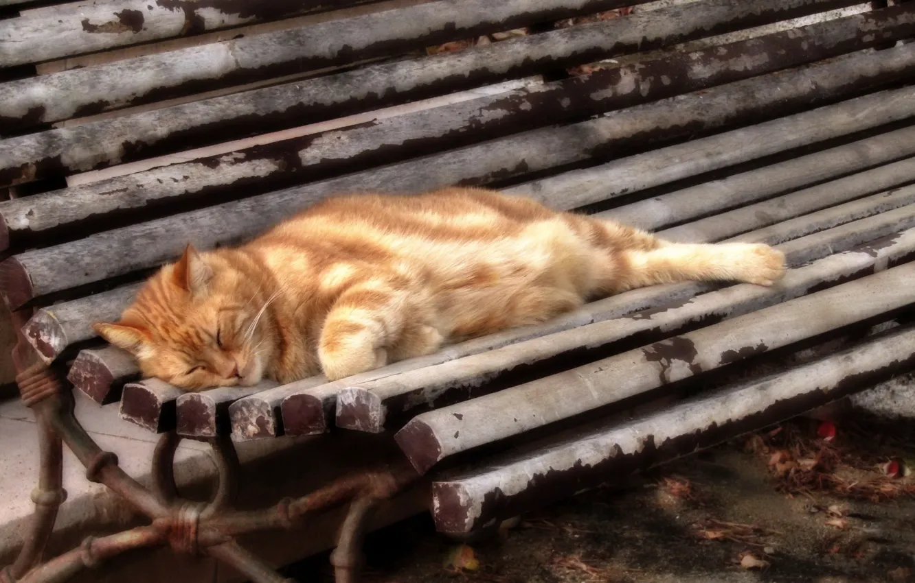 Photo wallpaper cat, background, bench