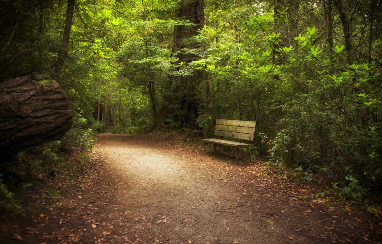 Photo wallpaper road, forest, trees, nature, shop