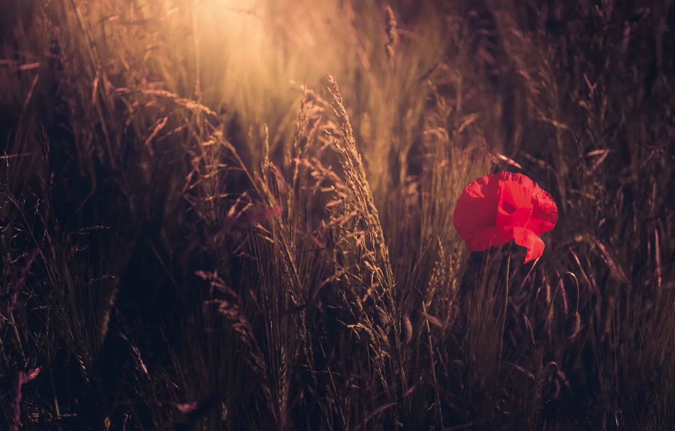 Photo wallpaper field, flower, summer, light, red, nature, the dark background, glade