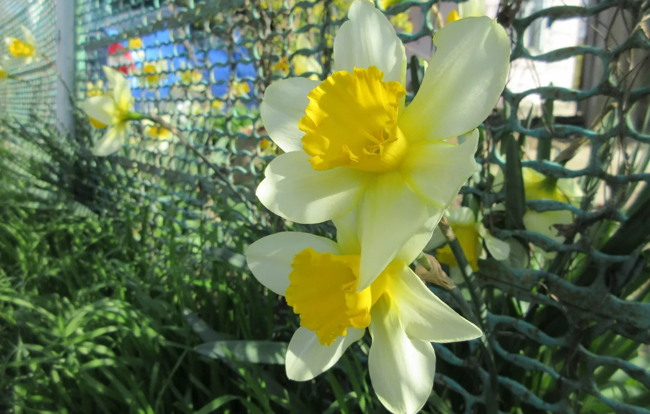 Photo wallpaper pair, daffodils, spring 2018, mamala ©