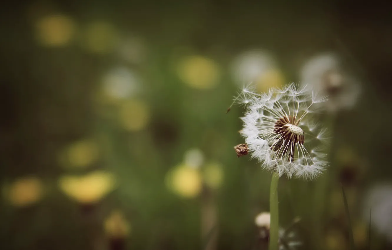 Photo wallpaper macro, nature, dandelion
