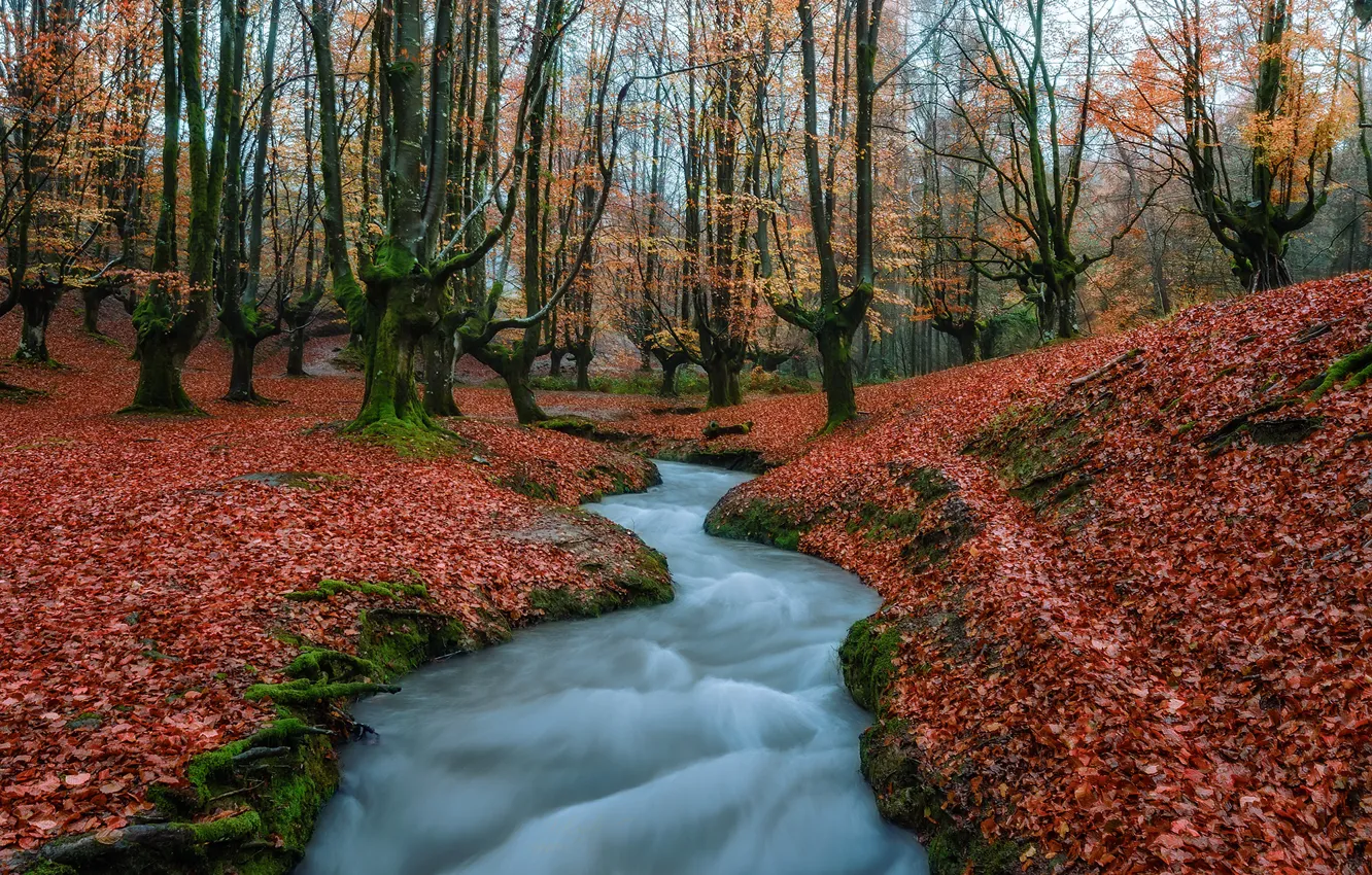 Photo wallpaper autumn, water, trees, nature, foliage, stream, Spain