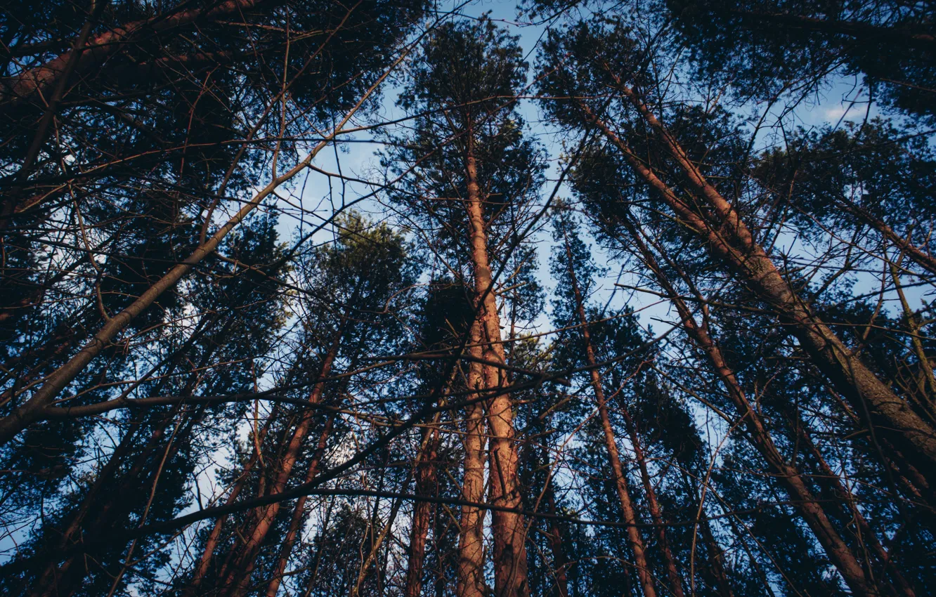 Photo wallpaper forest, the sky, trees, nature, earth, pine, pasado