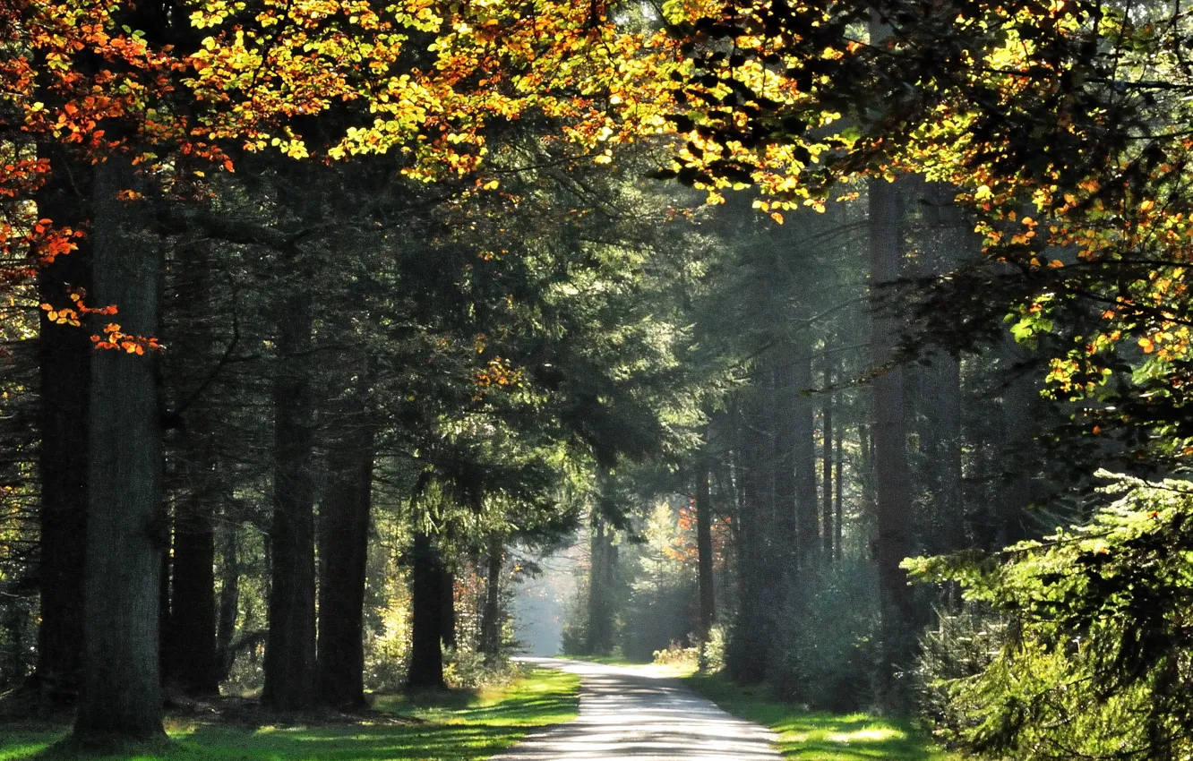 Photo wallpaper autumn, rays, trees, nature, track, trees, nature, autumn