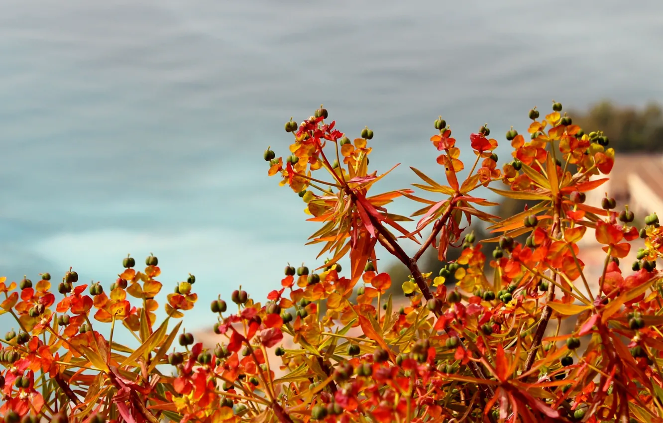 Photo wallpaper leaves, flowers, paint, plant