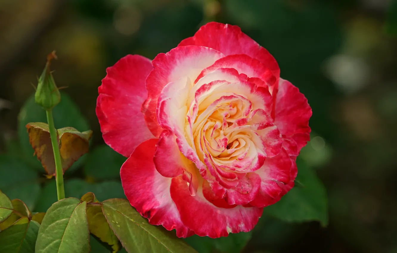 Photo wallpaper leaves, close-up, rose, petals, Bud