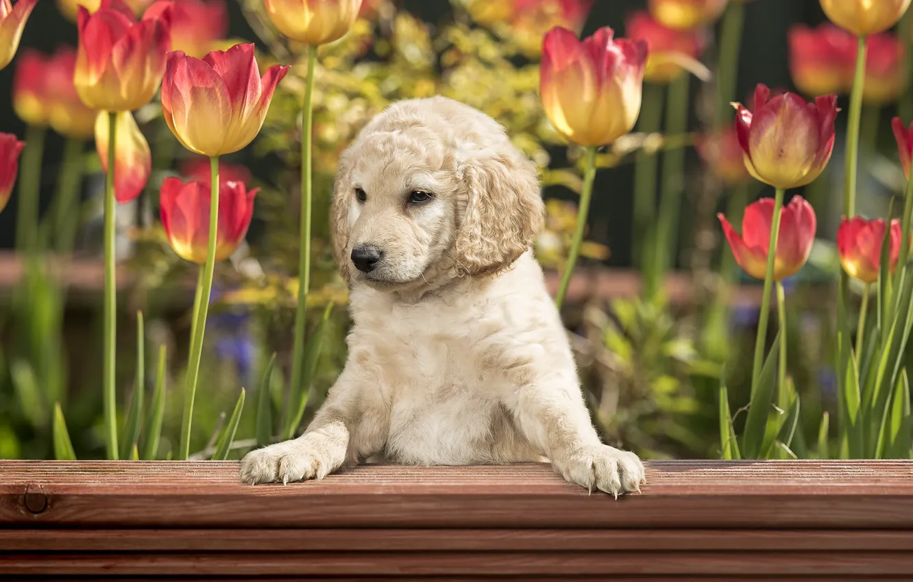 Photo wallpaper each, dog, tulips