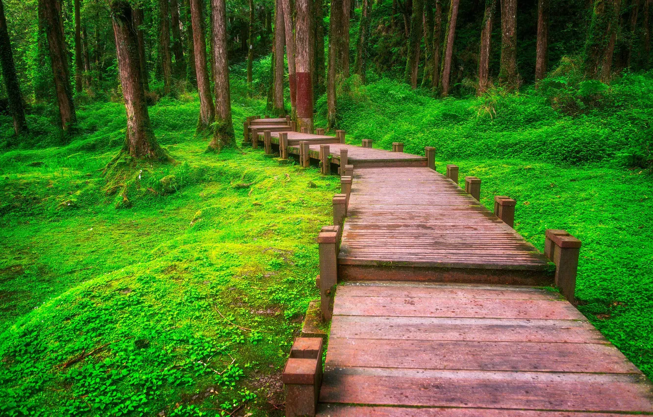 Photo wallpaper forest, trees, Park, track, Taiwan, flooring