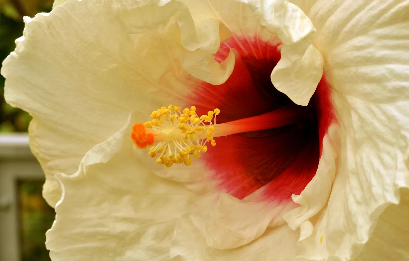 Photo wallpaper flower, nature, hibiscus
