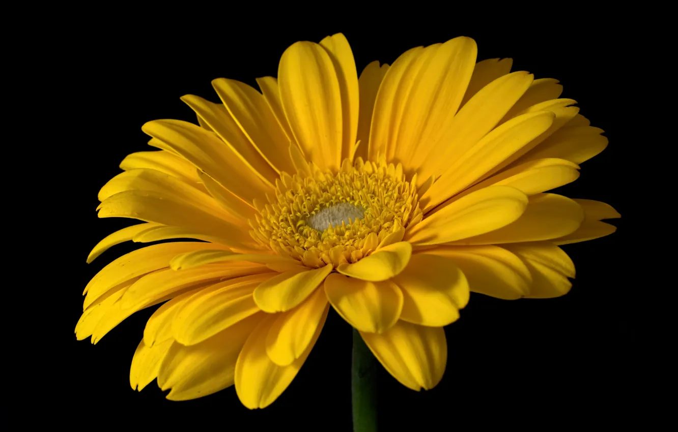 Photo wallpaper macro, yellow, gerbera