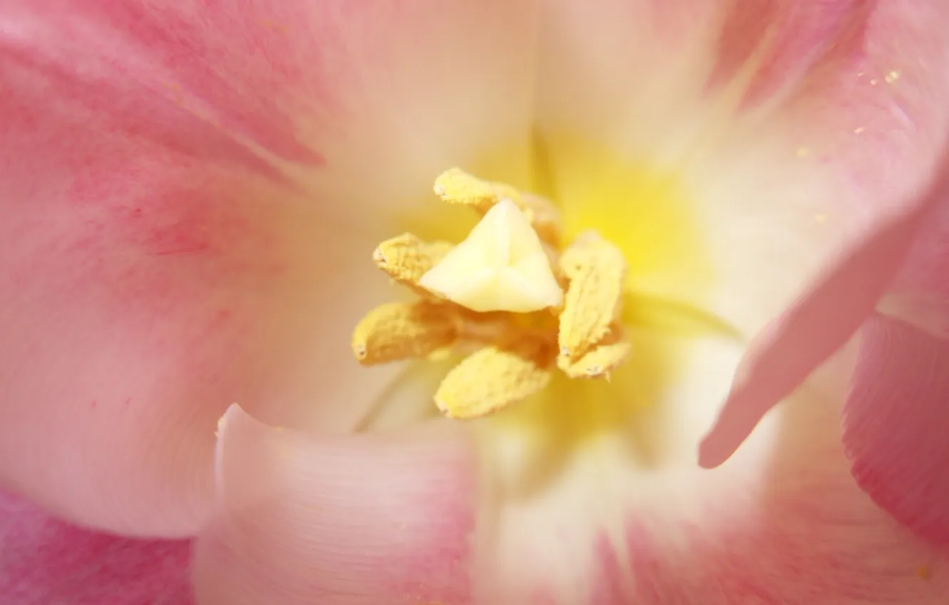 Photo wallpaper macro, flowers, yellow, spring, tulips, pink