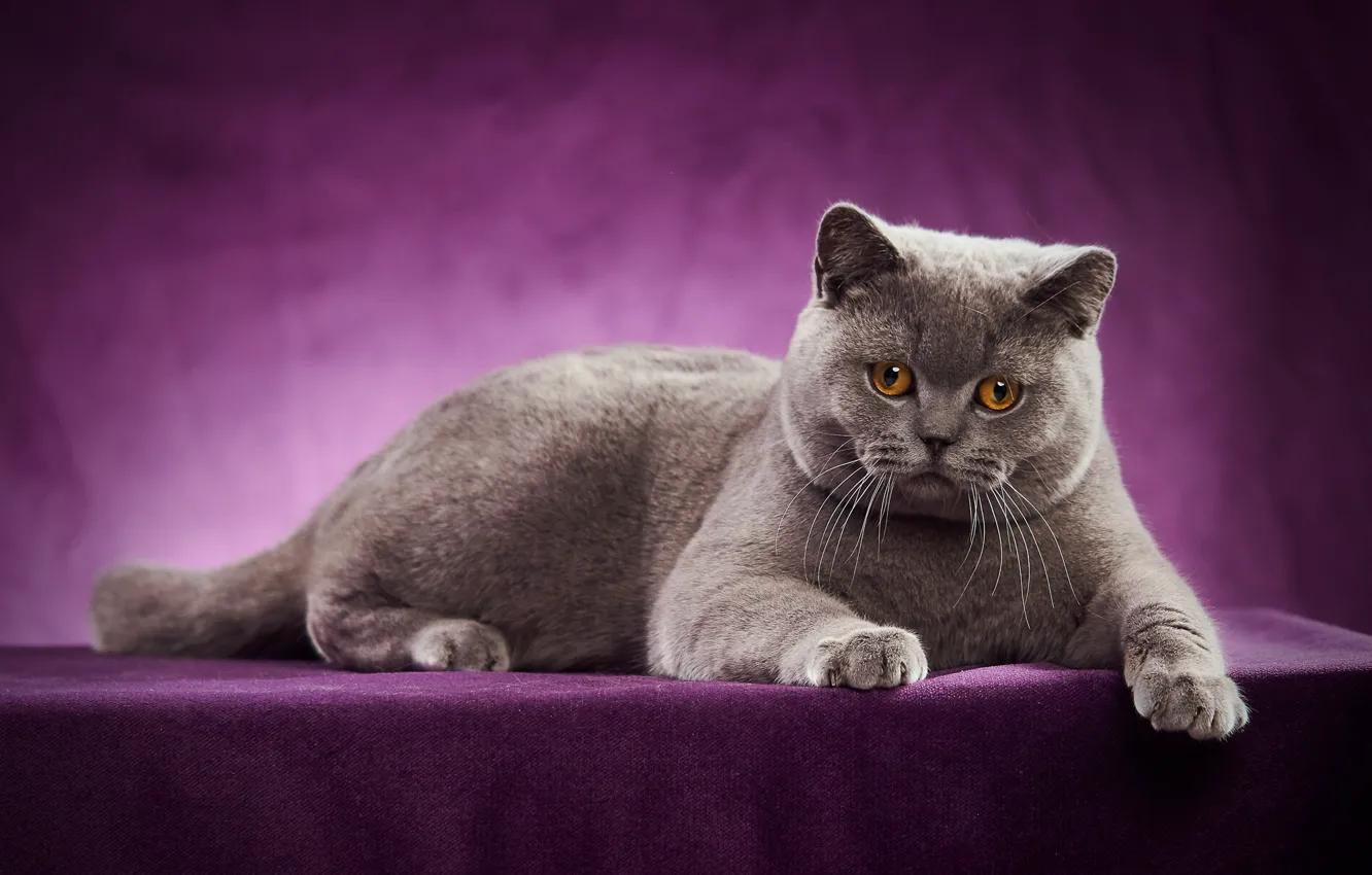 Photo wallpaper cat, portrait, photoshoot, British Shorthair