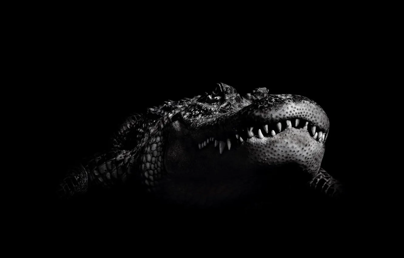 Photo wallpaper black and white, crocodile