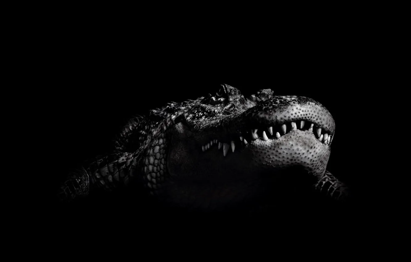 Photo wallpaper crocodile, black and white