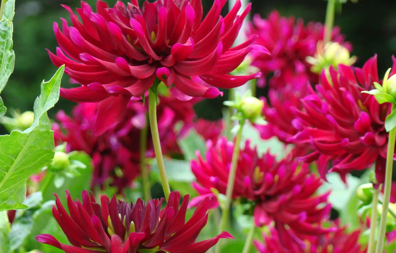 Photo wallpaper greens, summer, leaves, flowers, green, petals, stem, buds